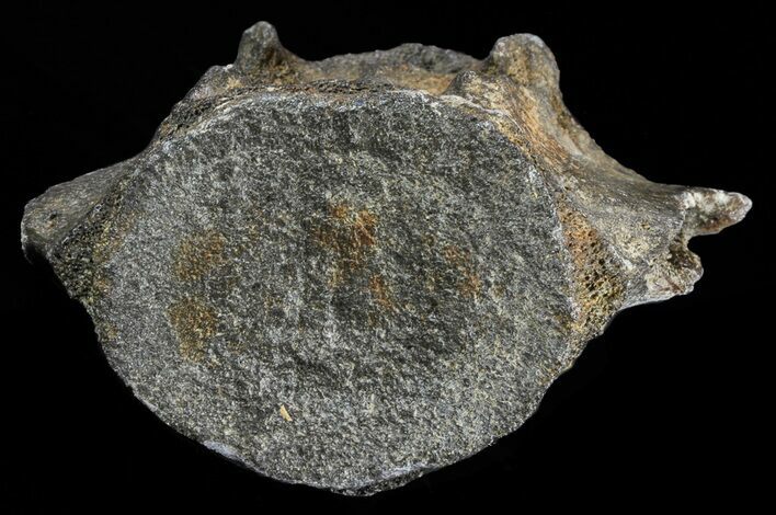 Fossil Whale Vertebrae - South Carolina #62091